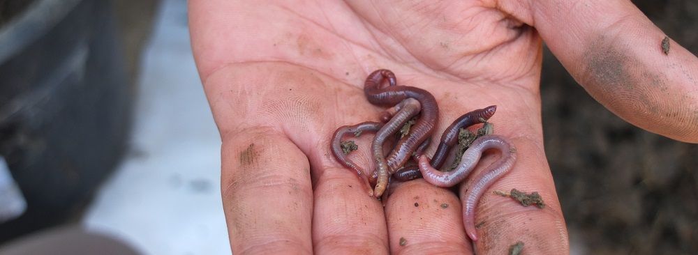 Small but mighty, earthworms could save Egypt’s soil