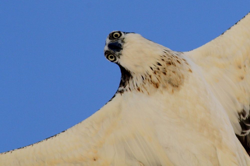 Photography contest puts biodiversity in the spotlight
