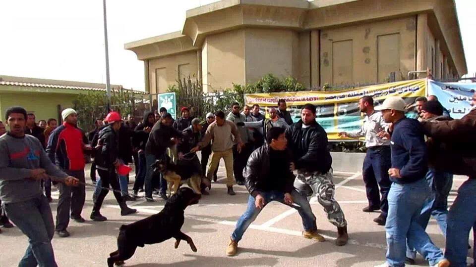 US-based company workers assaulted, besieged in Alexandria
