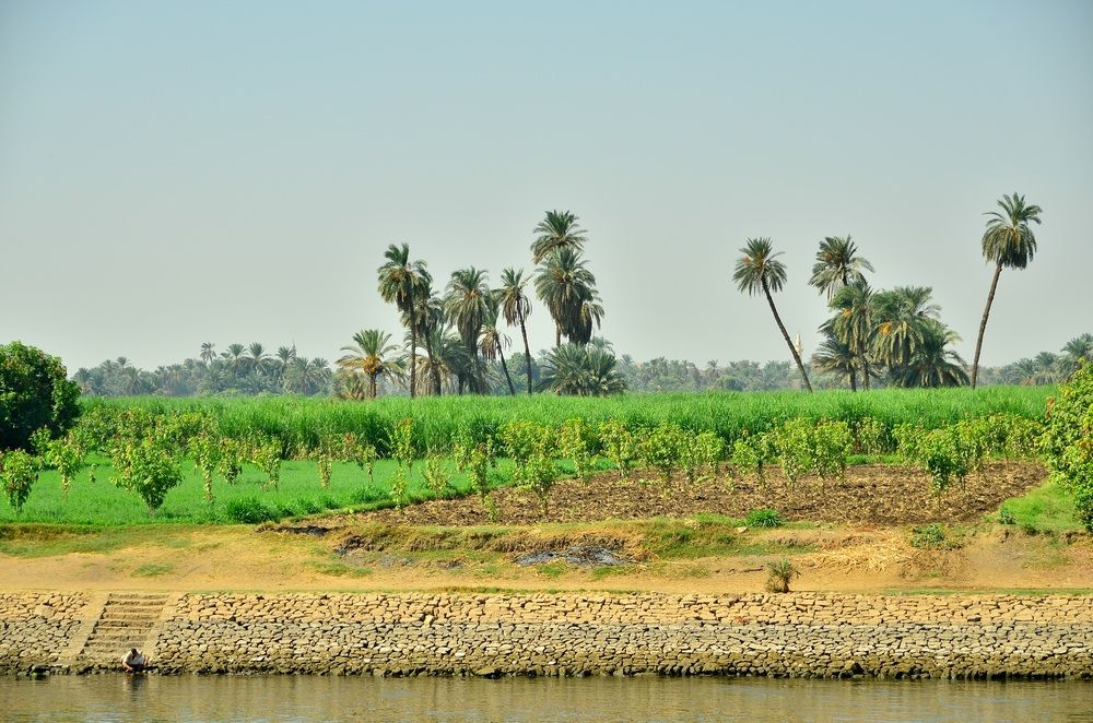 Egypt offers Arab investors agricultural land