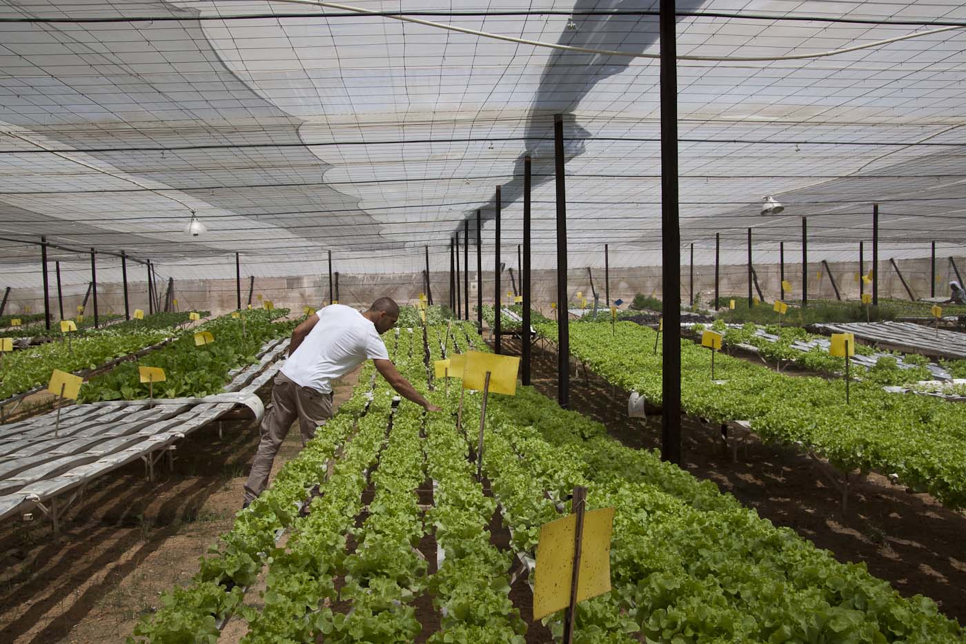 Cabinet approves organic farming bill