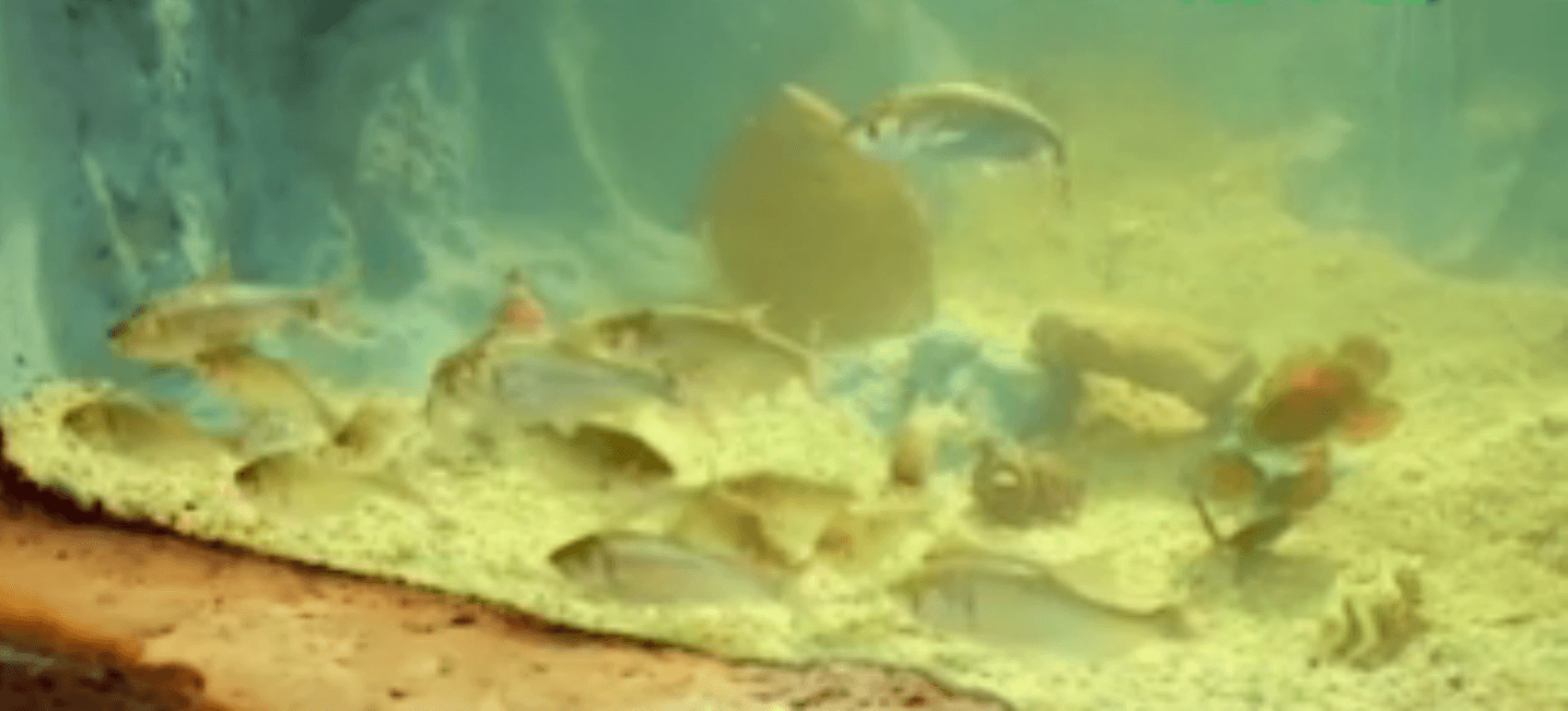 Egypt’s cinematic gems: ‘The Aquarium’