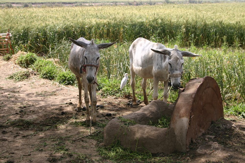 Egypt commemorates its 62nd National Farmers’ Day