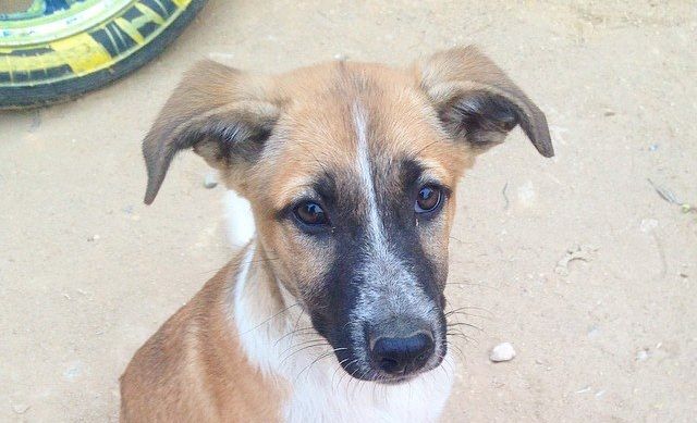 Baladi dogs: A case for animal welfare