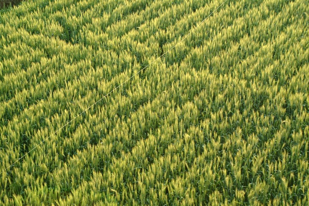 Analysts sceptical of Egypt’s experiments in raising domestic wheat productivity