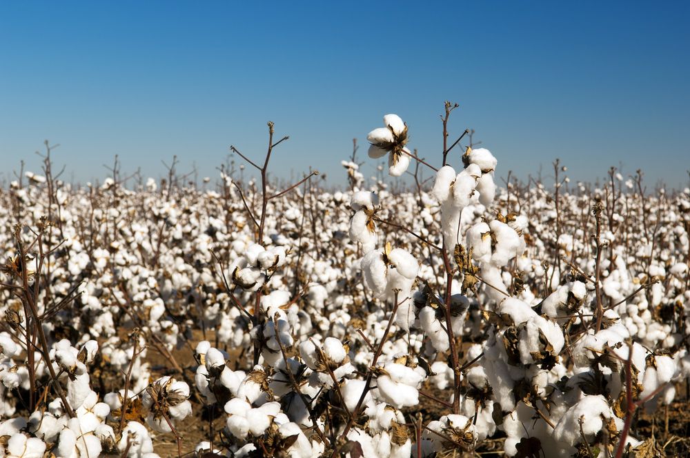 US Dept of Agriculture: Egypt’s cotton industry continues to decline