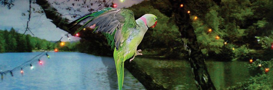 Salute the Parrot: Fantasy of the real