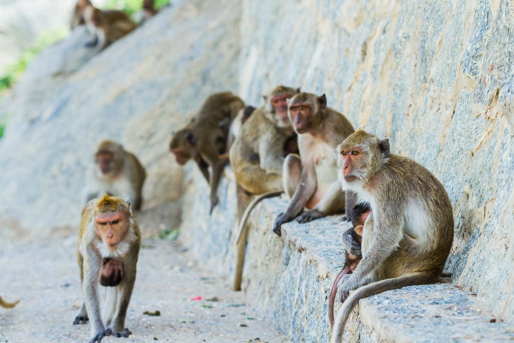 Monkey business in Nasr City: Residents chase 18 monkeys escaped from vet hospital