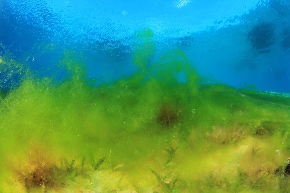 Phosphate spill poses ecological problem, but no immediate health threat