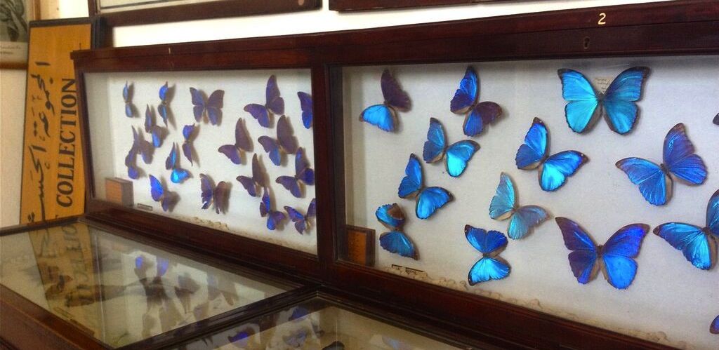 The dimly lit marvels of Cairo’s Agricultural Museum