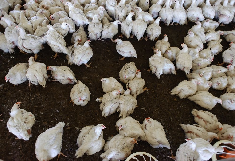 Increase in bird flu infections due to greater exposure: WHO
