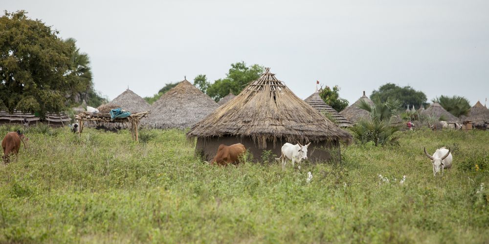 Egypt revives agriculture scheme in Sudan’s strife-ridden Blue Nile State