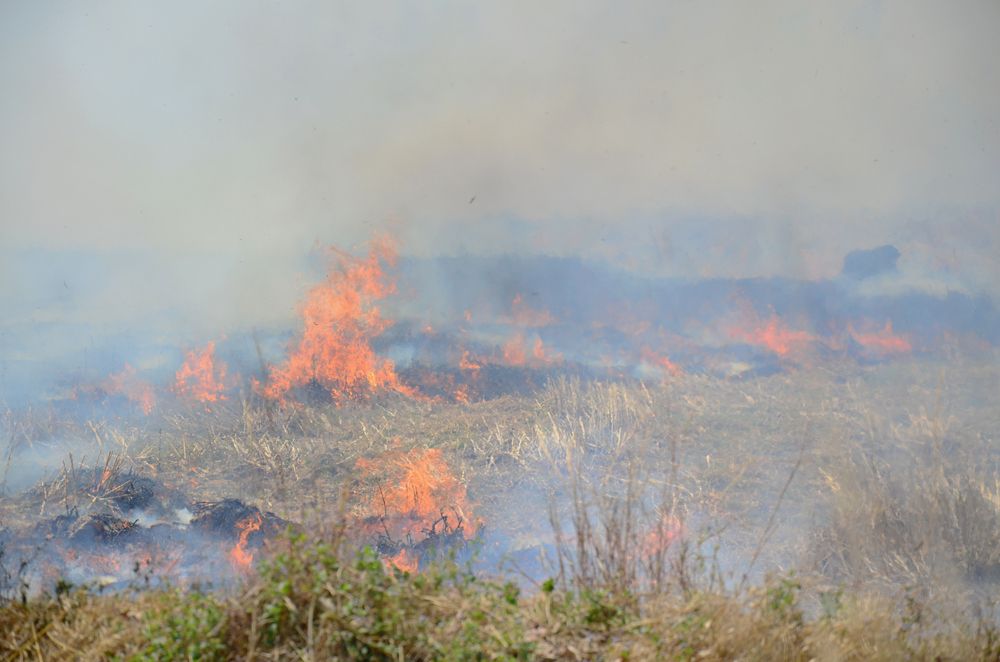 The black cloud of rice straw burning persists