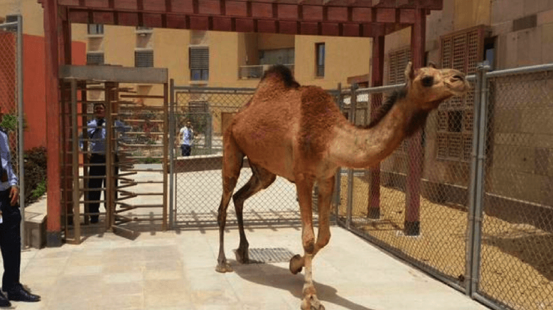 A year of animals making headlines