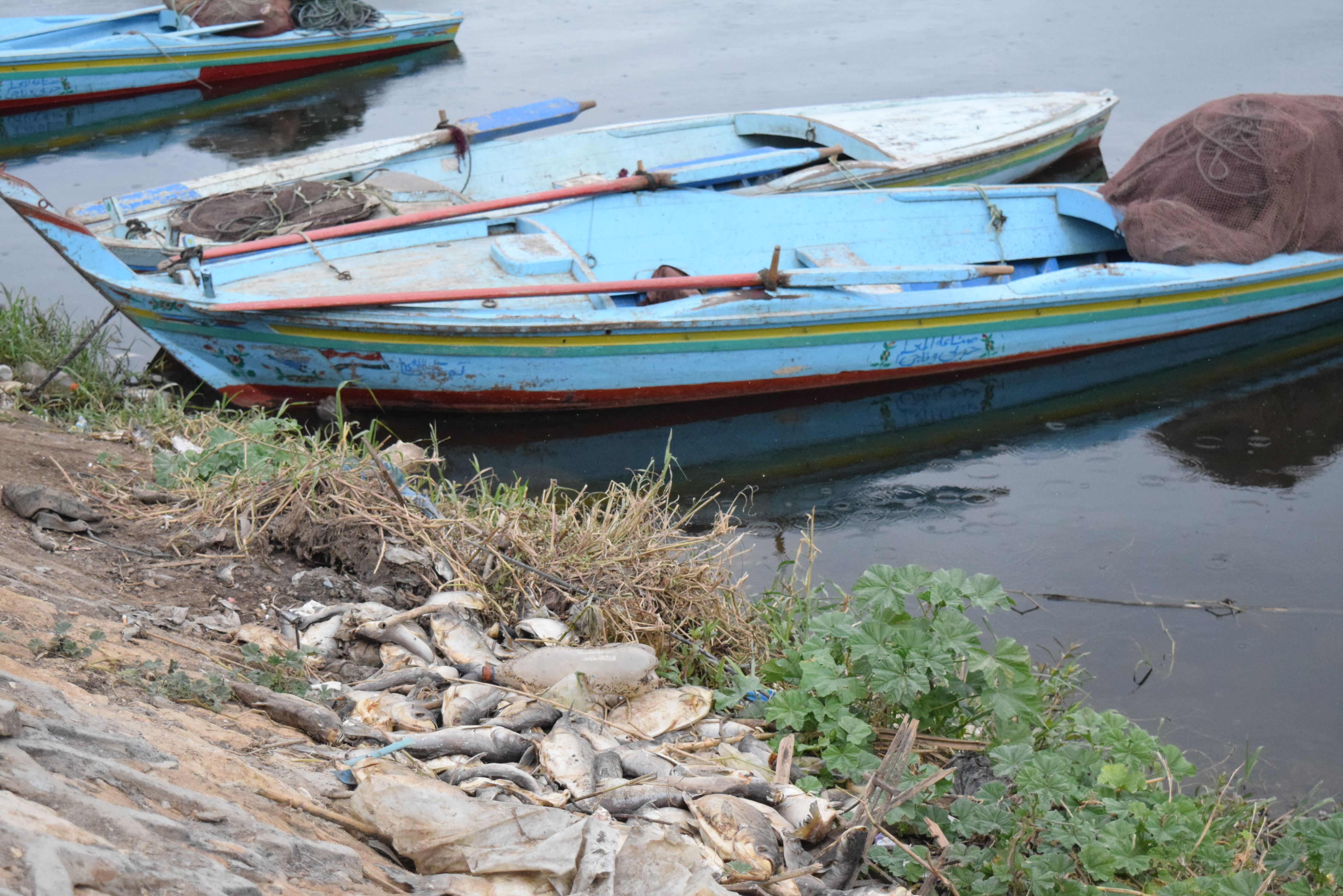 Thousands of fish go belly-up in the Nile Delta, and with them an industry