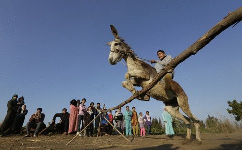 From tanneries to circuses, it’s been a rough week for donkeys in Egypt