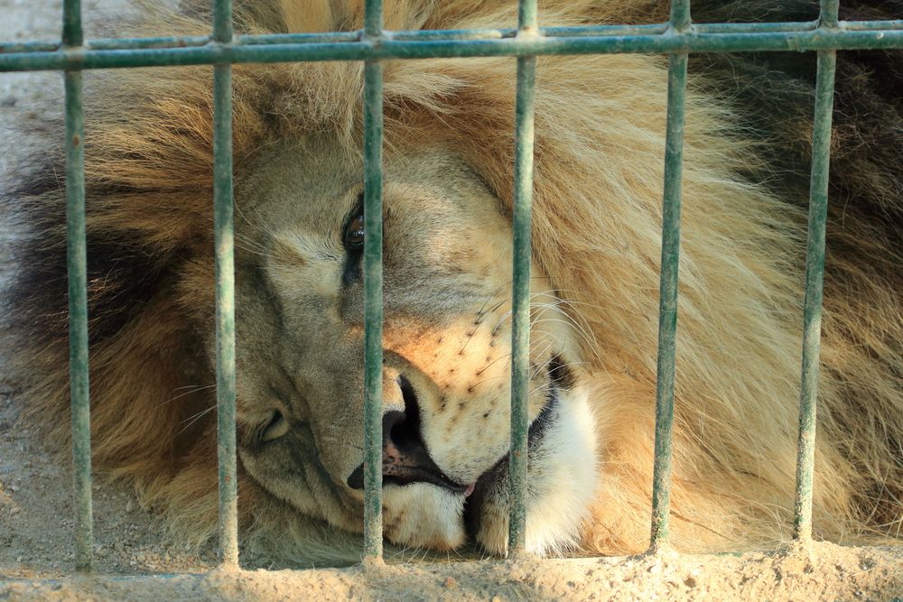 Environment Ministry announces initiative to rescue illegally kept wild animals