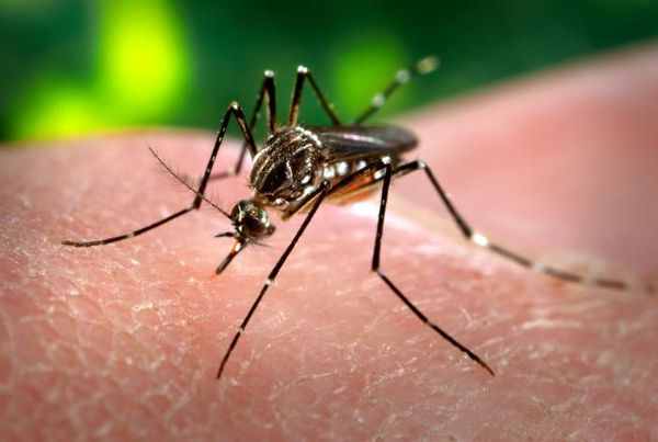 Is the Zika virus pushing Dar al-Ifta to loosen abortion stipulations?