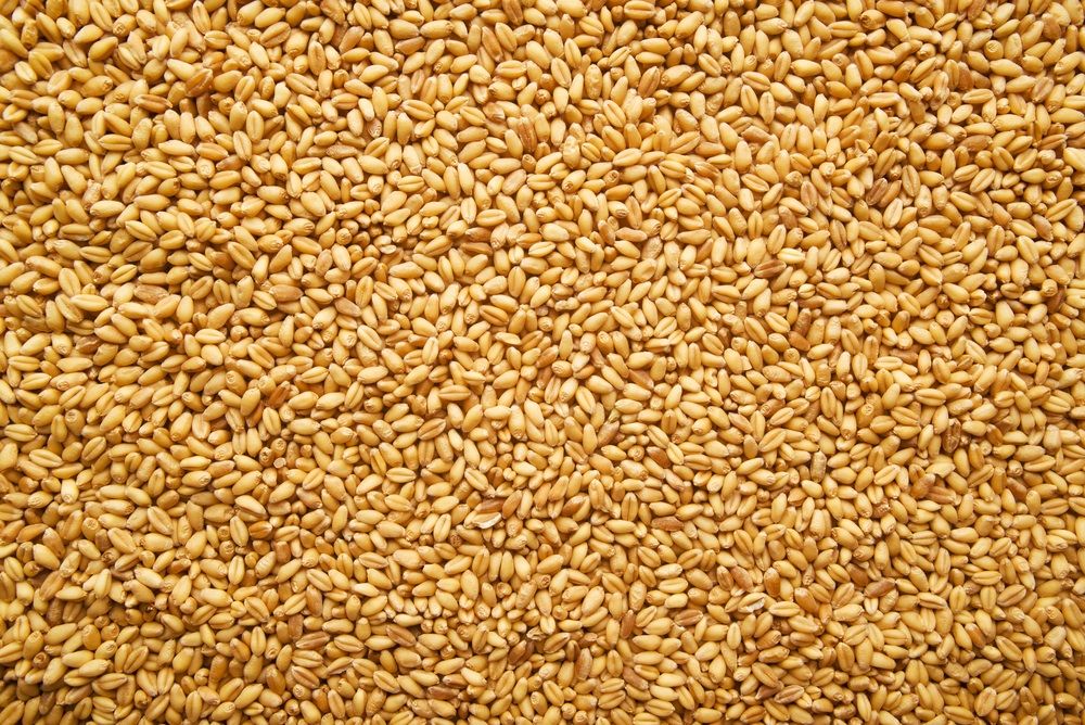 Amid controversy, Supply Ministry appoints new head wheat buyer