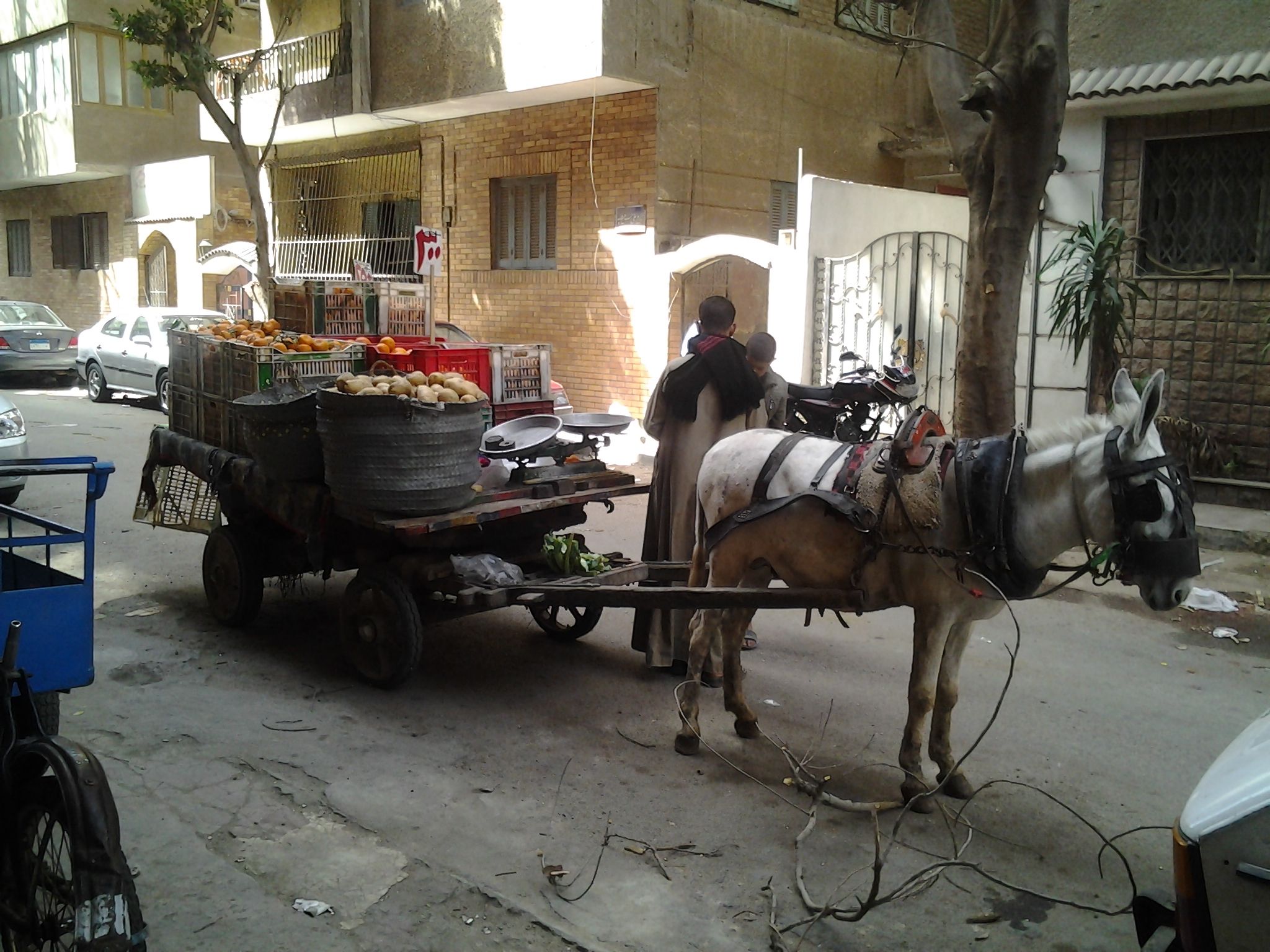 The donkey cart journal