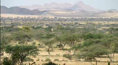 3 Saudis, Egyptian driver sentenced to prison in absentia for illegal hunting