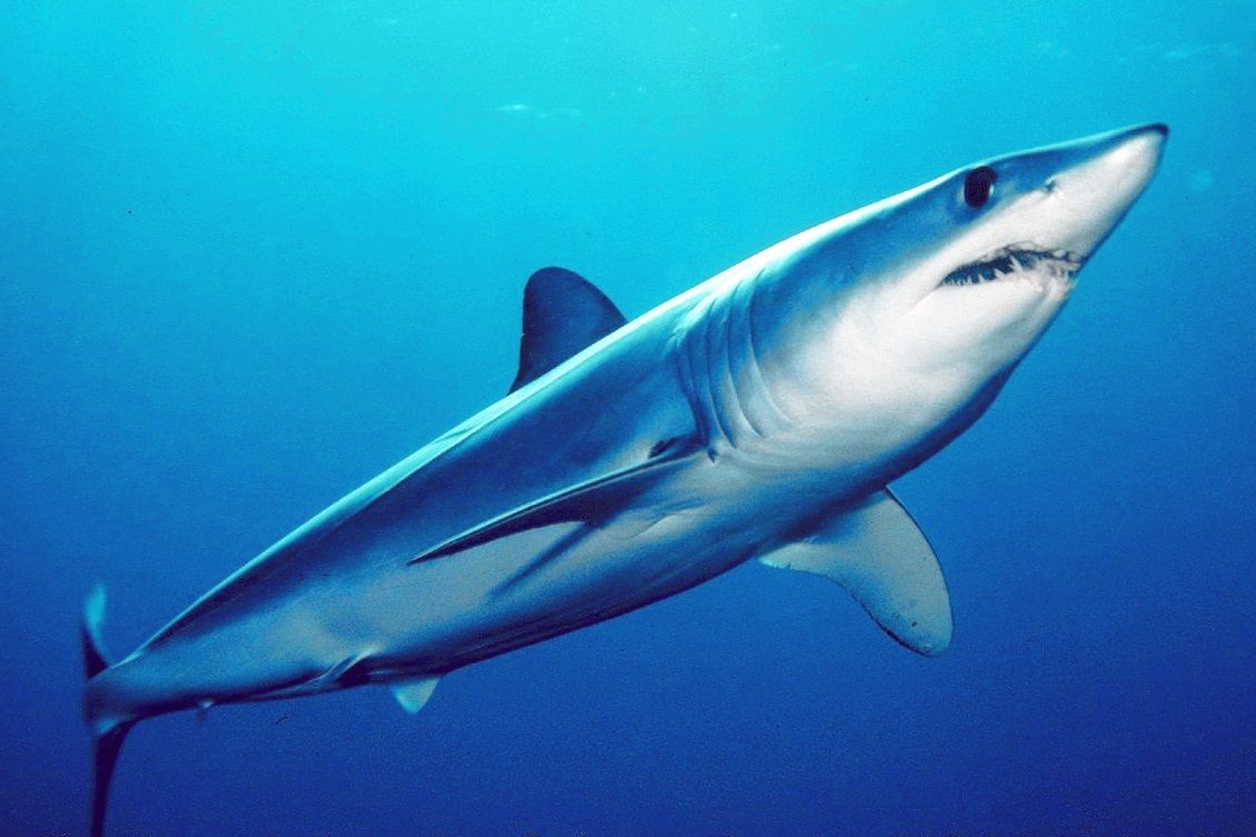 Experts look at human factors to explain Ain Sokhna shark attack