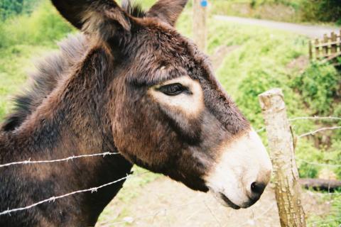 250 skinned donkeys dumped without burial in Sohag
