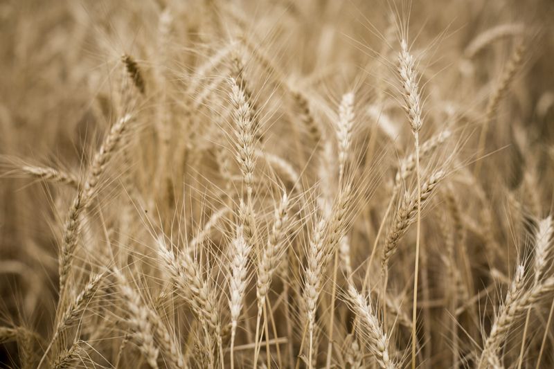 Russia bans imports of Egyptian fruits and vegetables