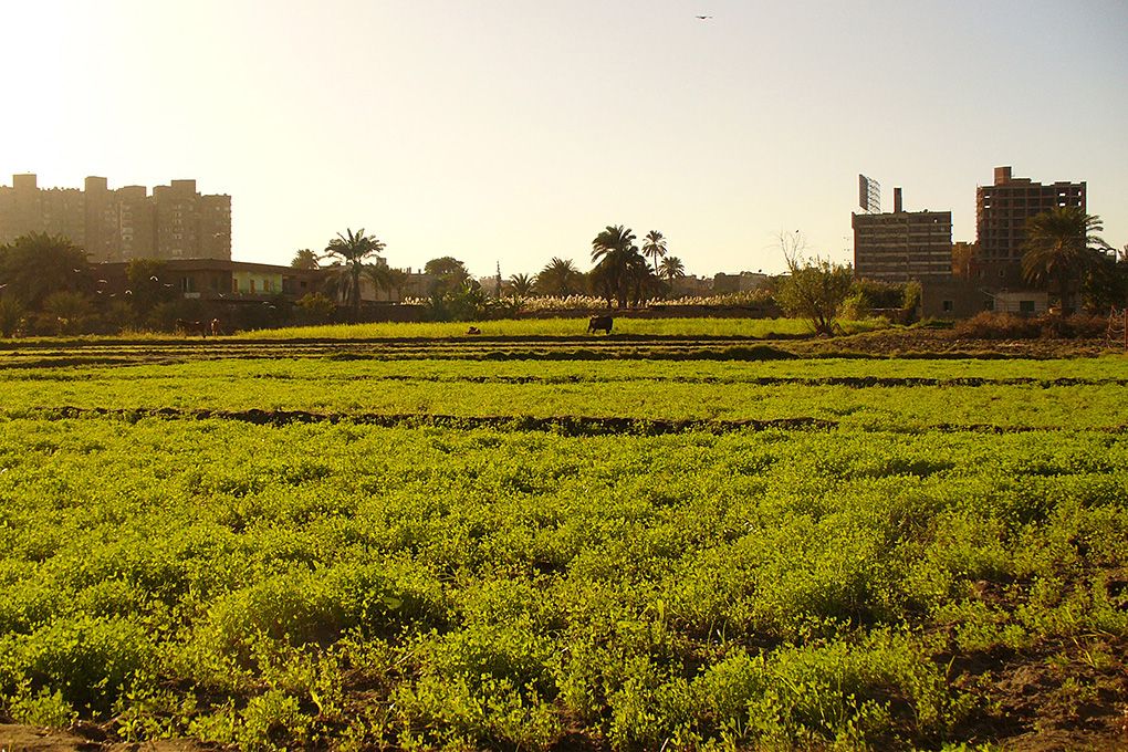 برغم كل شيء.. الرقعة الزراعية تزيد والزراعة تنمو في مصر