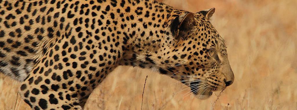 Escaped leopard kills young girl in Giza
