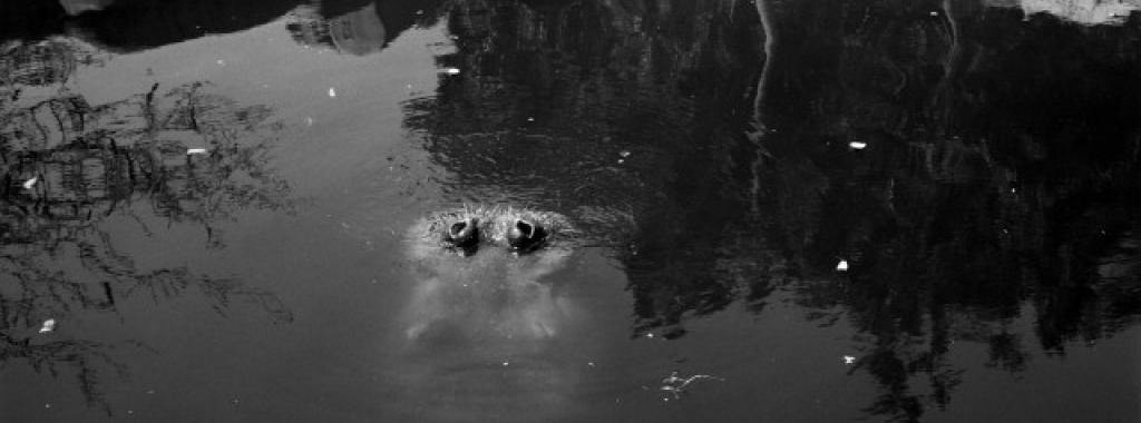 Tips from the culture desk: Surrealists, comics and art!