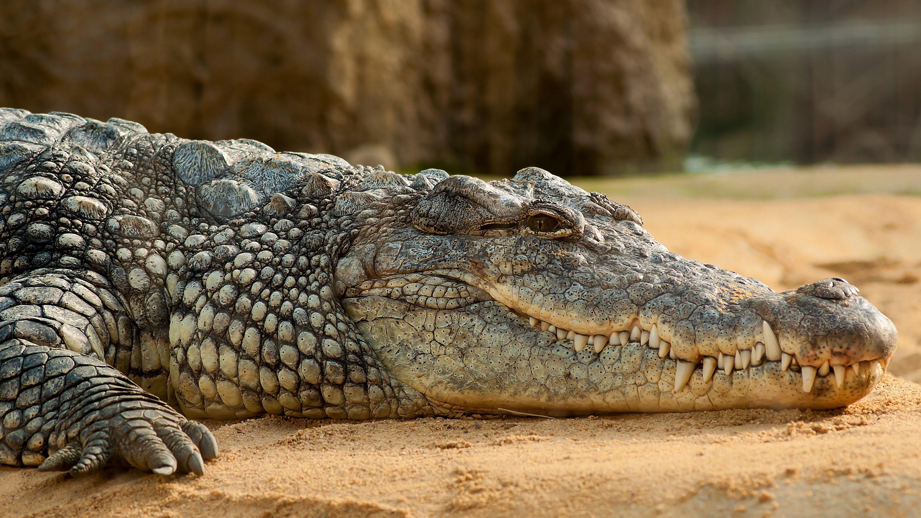 Egypt’s environment minister proposes breeding crocodiles for export to boost economy