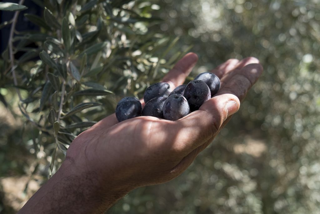 Farm to fork: Slow Food in downtown — new communities, economies and supply lines
