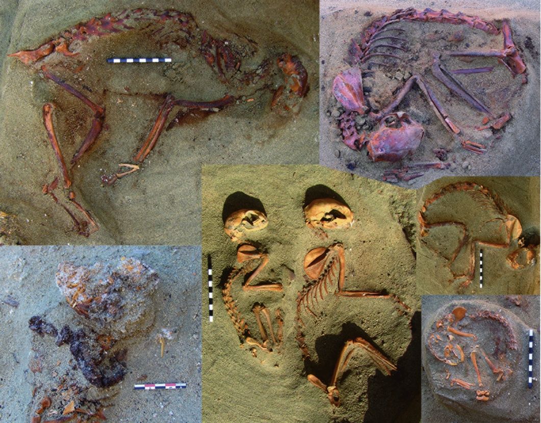 Archaeological research suggests ancient Egyptians kept pets, buried them in pet cemeteries