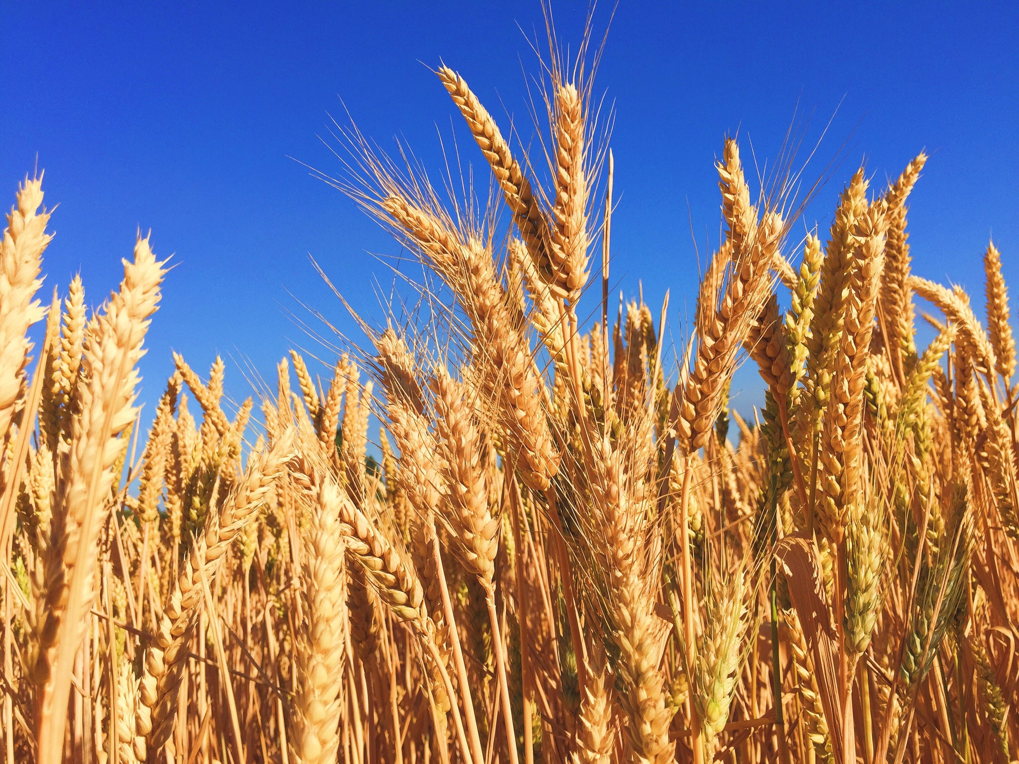 Egypt officially withdraws from UN global grain agreement