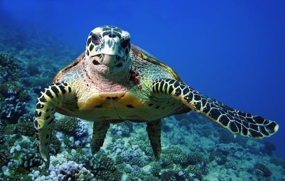 Alexandria cracks down on hunting and selling endangered sea turtles