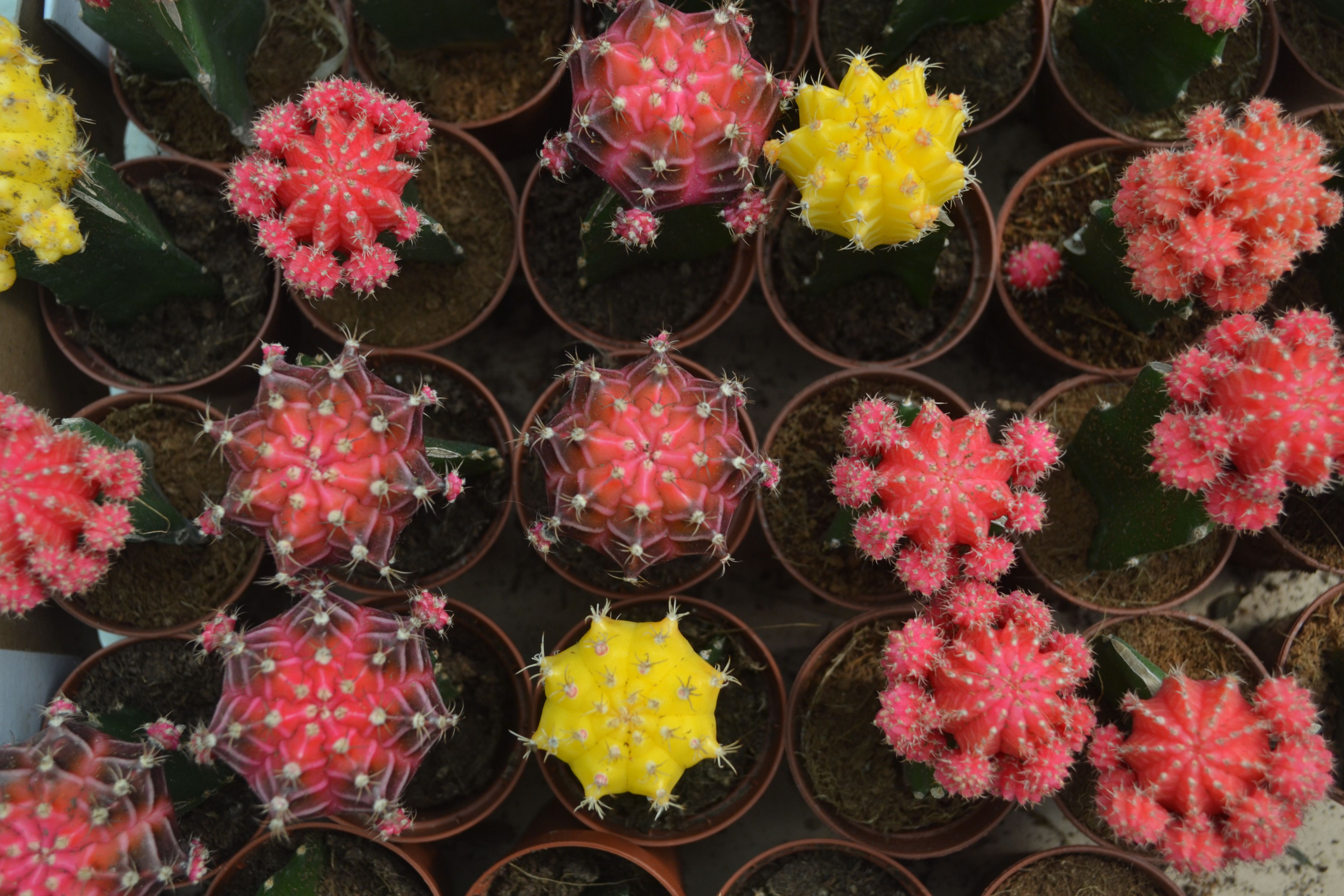 Tips from the culture desk: Springtime flowers, biopics and D-CAF highlights