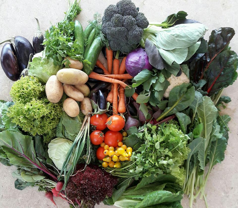 Vegetable prices soar as crop yields suffer from cold wave