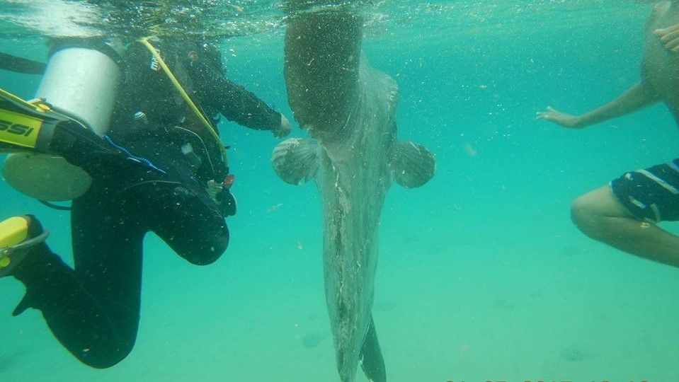 Update: Rare Ocean Sunfish dies during ministry’s rescue attempt