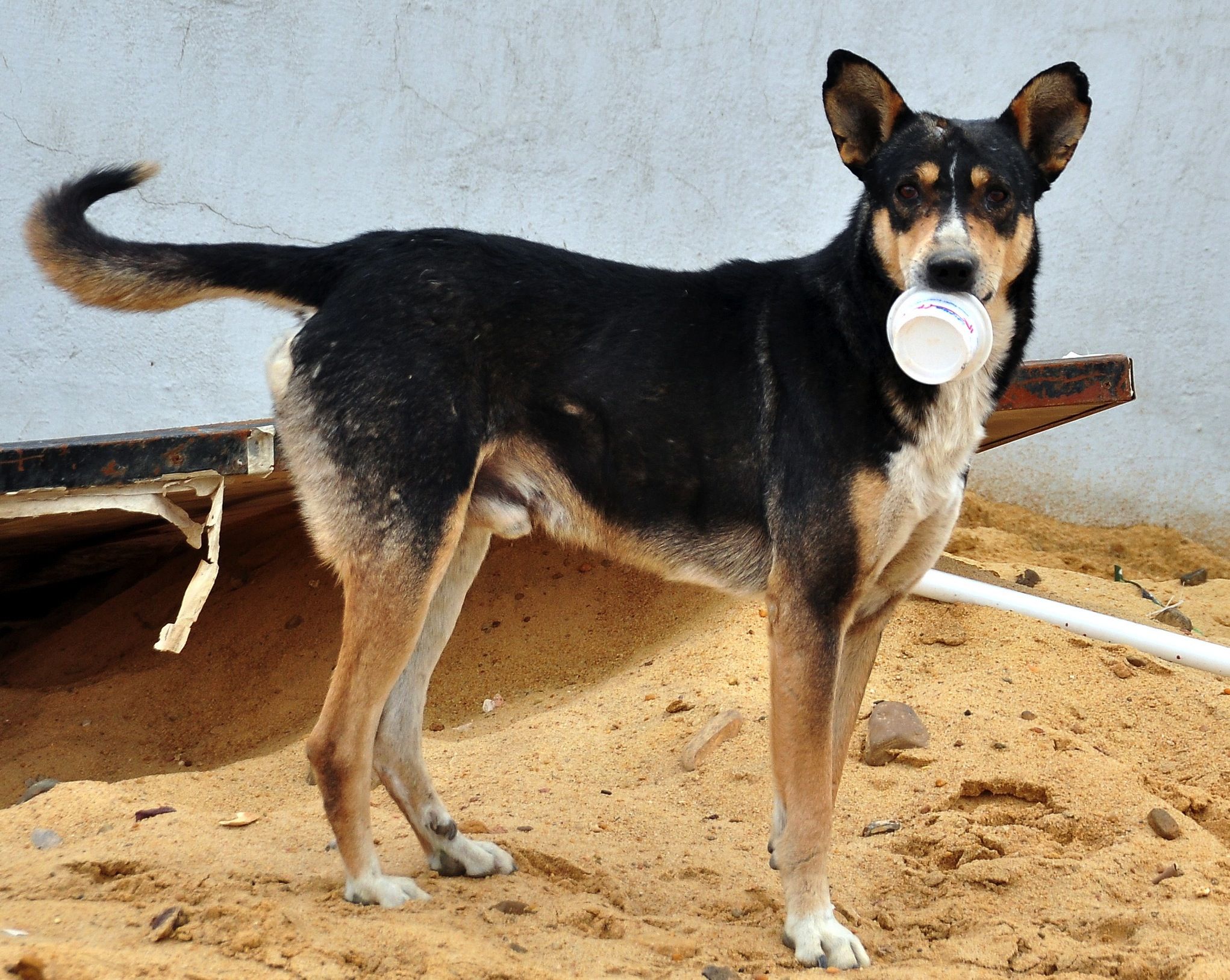 Woman hospitalized after coming in contact with poison used to kill stray animals