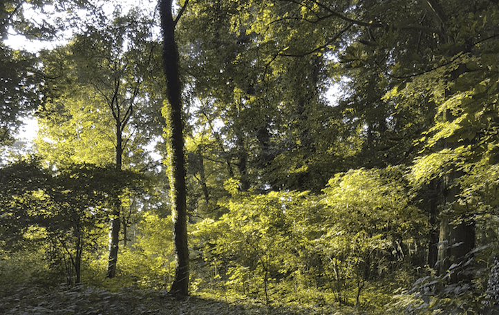 But the woods are almost empty