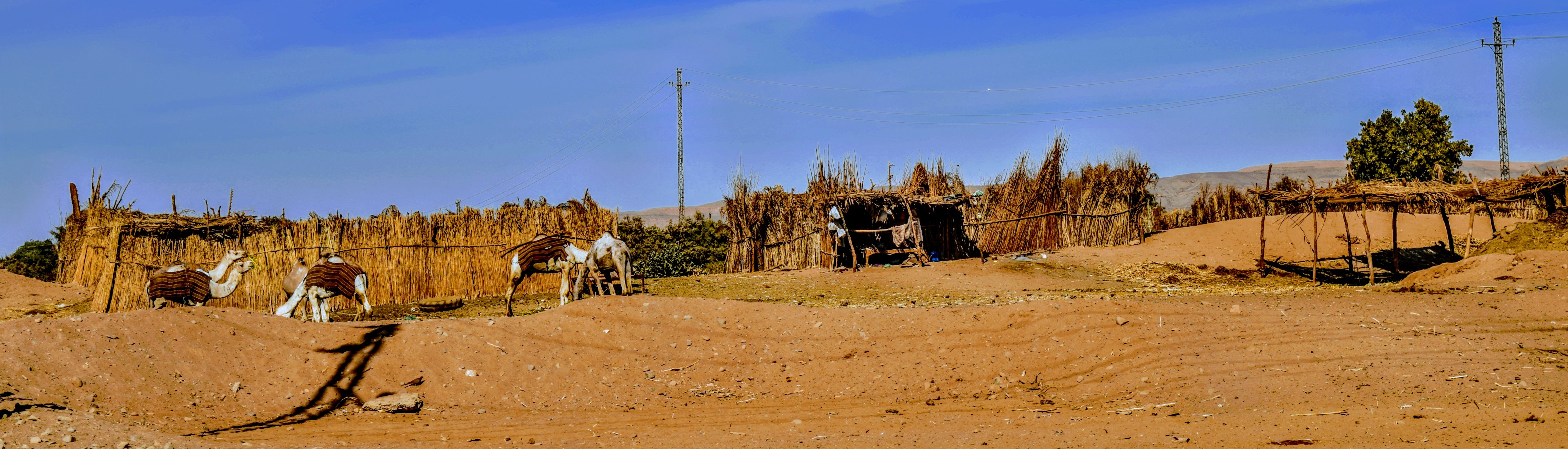 The Ababda tribe: Scattered by climate change and development initiatives  