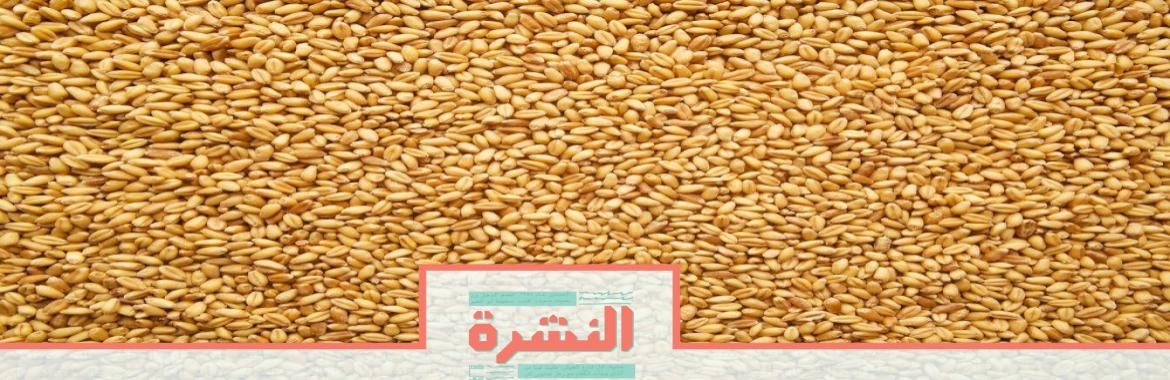 الجمعة 16 أغسطس:  استعدادات مصرية خاصة للقمح الروسي بسبب «الانفجار النووي»