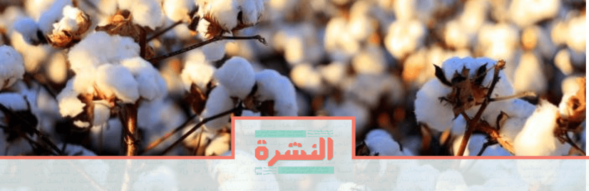 الثلاثاء 3 سبتمبر: زيادة 219% في صادرات القطن| بقر في «الإنتاج الإعلامي»