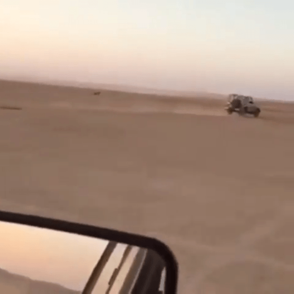 Creaturely empathy with desert animals: A Kuwaiti environmentalist’s social media experiment