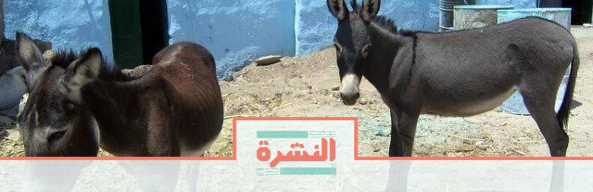 الخميس 21 نوفمبر: الإعلام عن زيارة «برج العرب»: السجناء سعداء| تقرير: نصف حمير العالم مهدد بالفناء