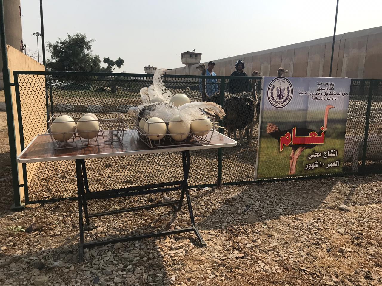 Handicrafts, ostriches and football: Journalists, public figures taken on stage-managed tour of Tora Prison Complex