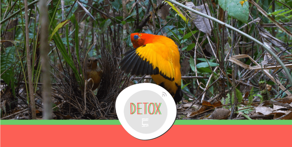 Detox | Issue 08: On birds, language and revolution