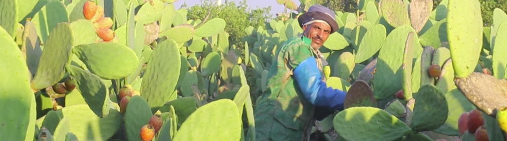 Video | Oh so sweet prickly pears!
