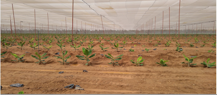 Treasure hunters in the desert: A conversation with Saker El Nour on land grabs in reclamation projects and agricultural power dynamics